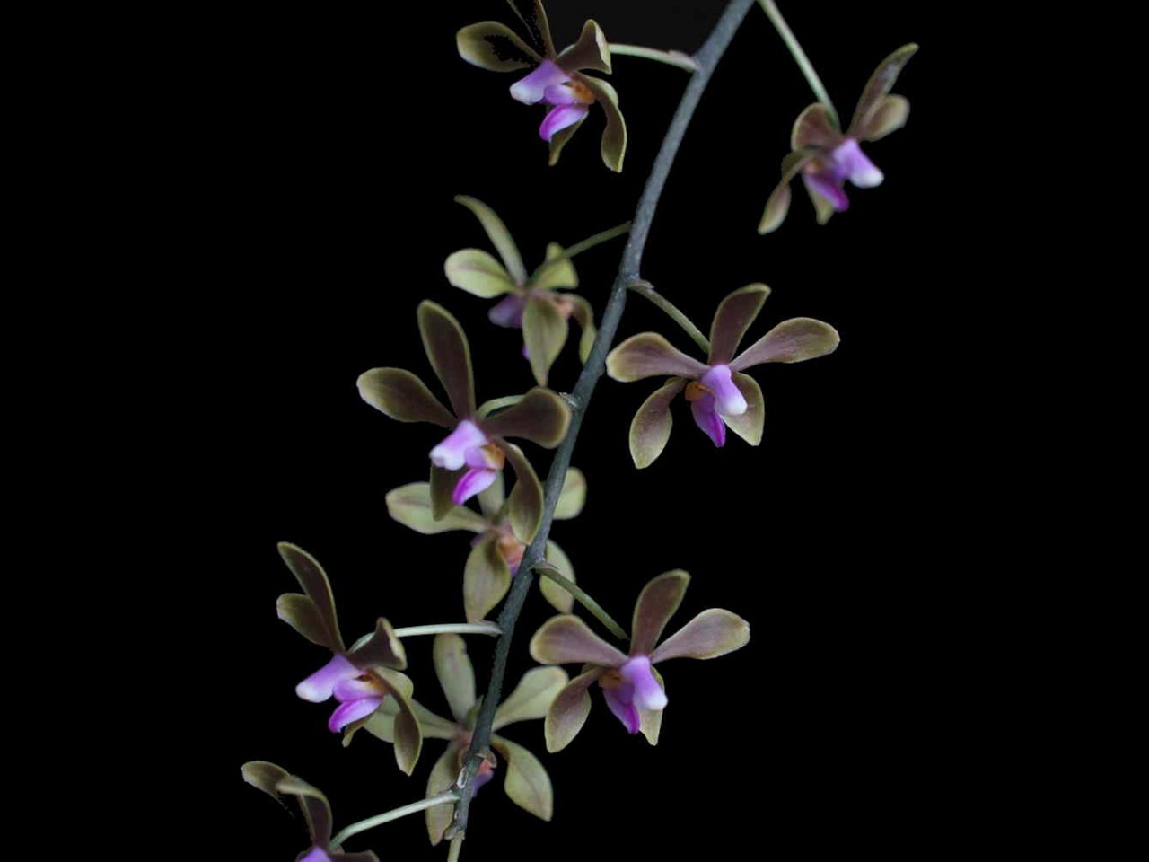 Phalaenopsis honghenensis