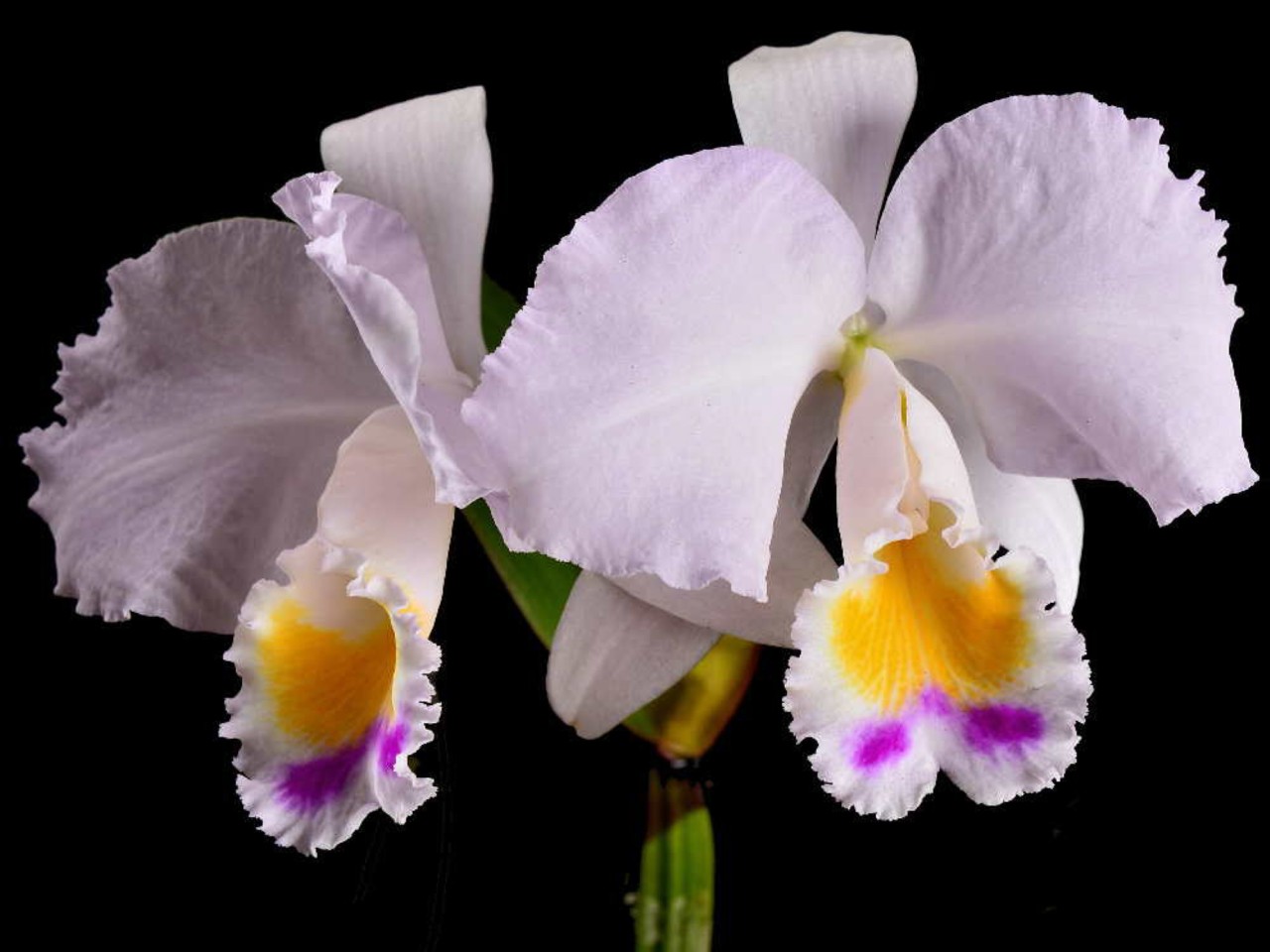 Cattleya trianae