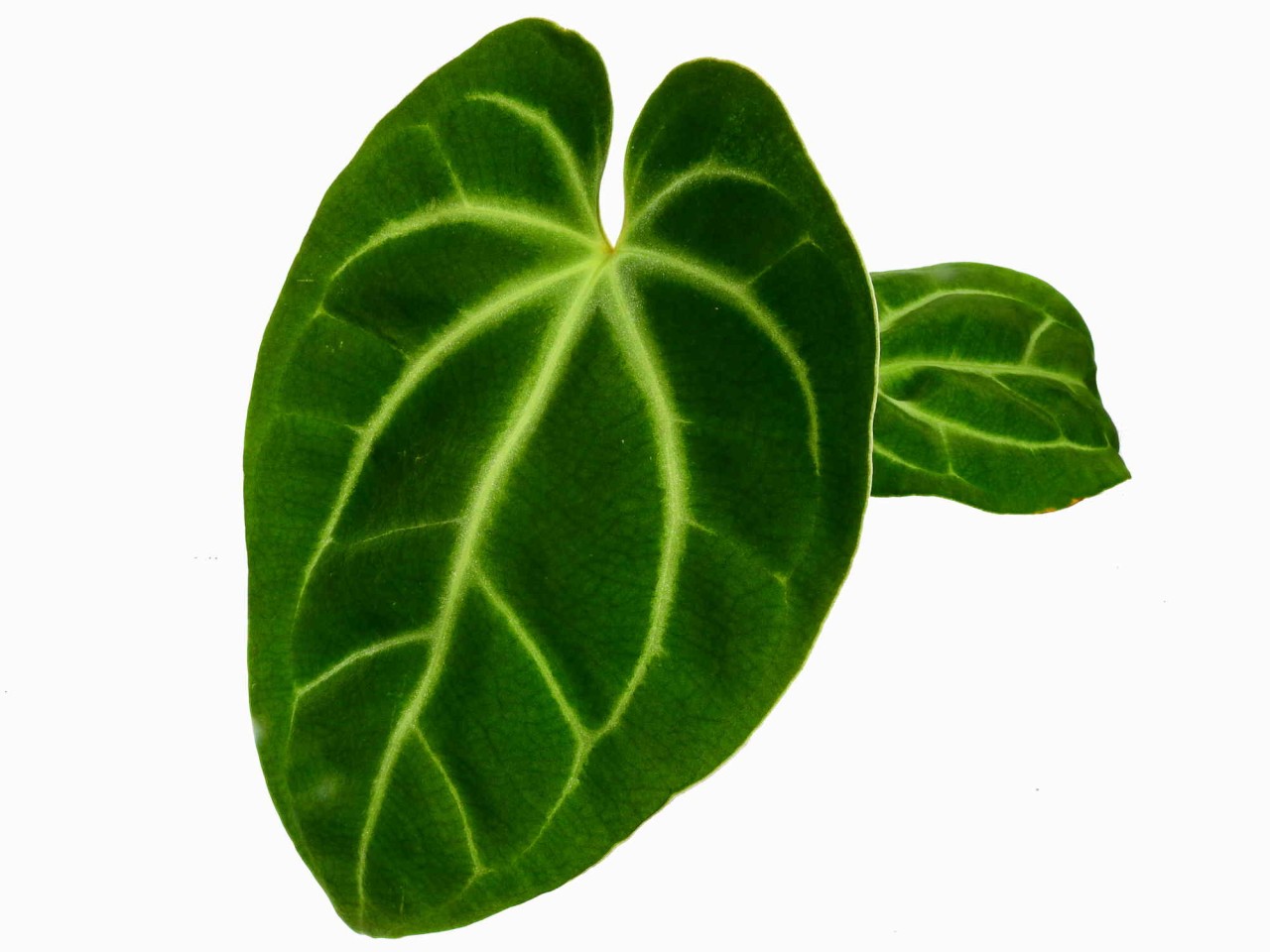 Anthurium besseae cf (medium)