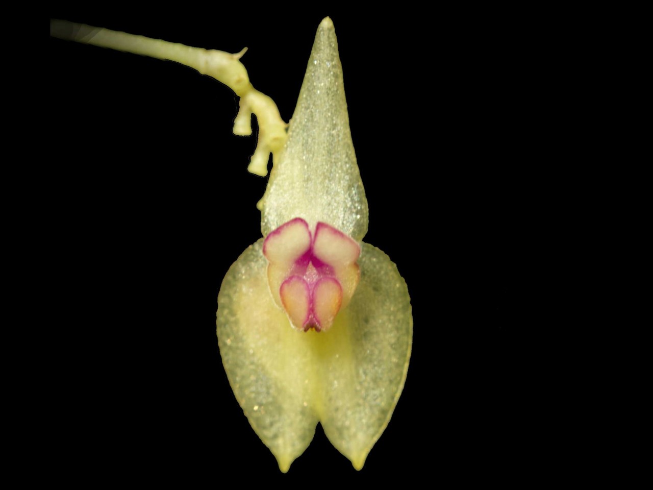 Lepanthes imitator