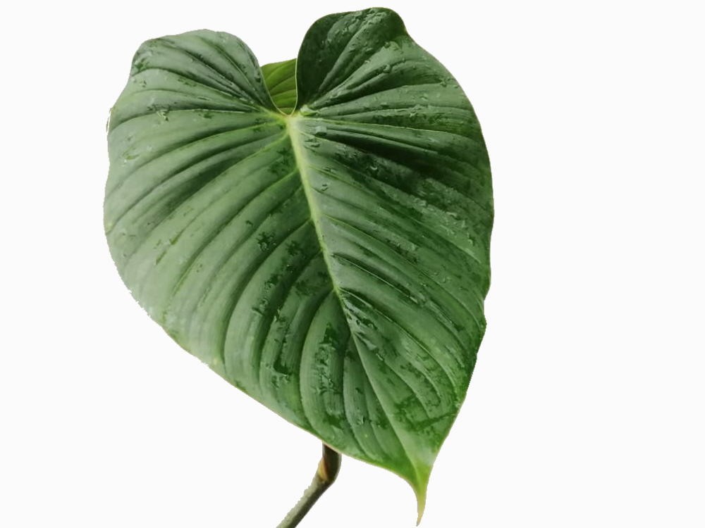 Philodendron rubrocinctum 'Red'