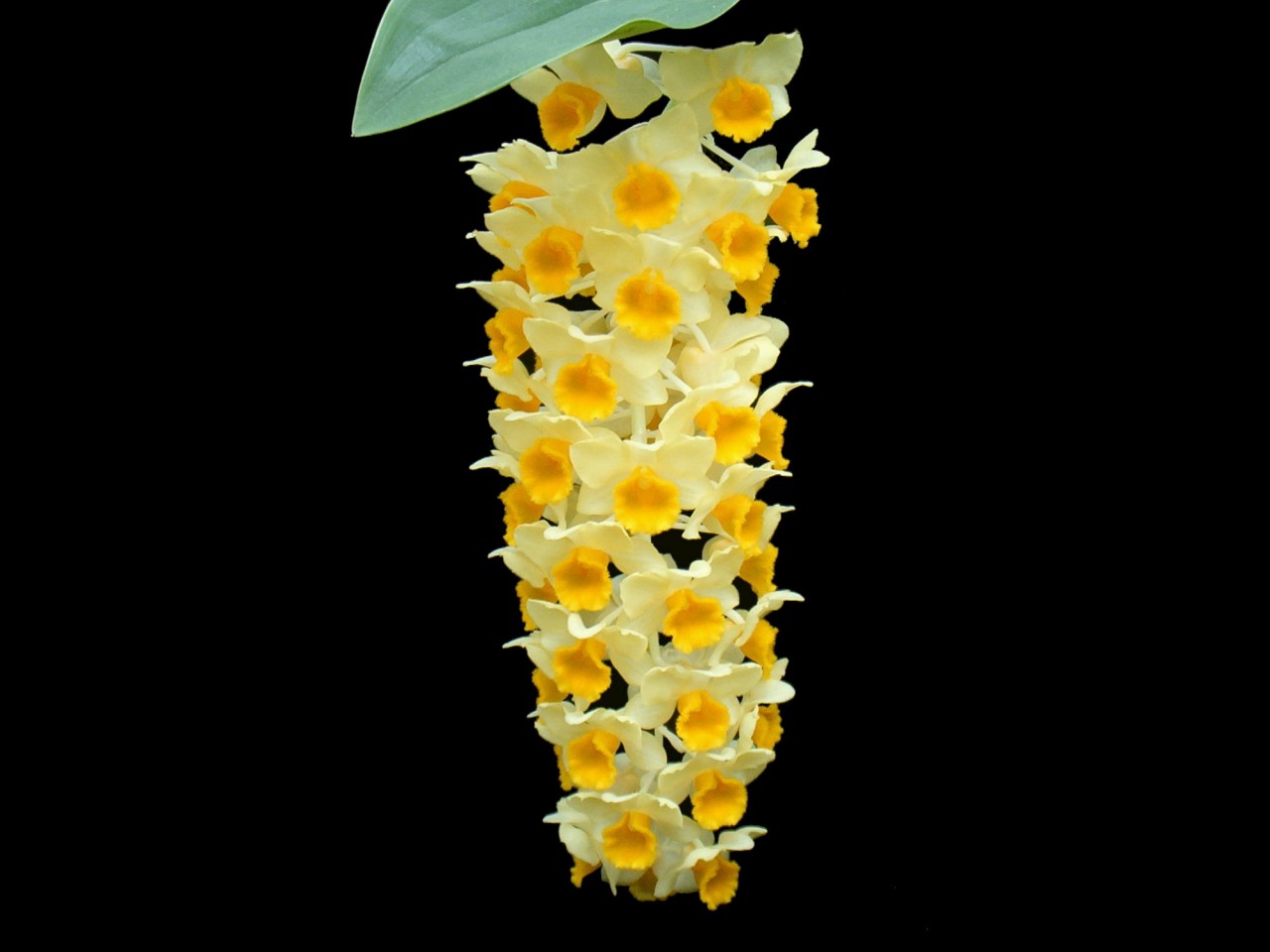 Dendrobium densiflorum