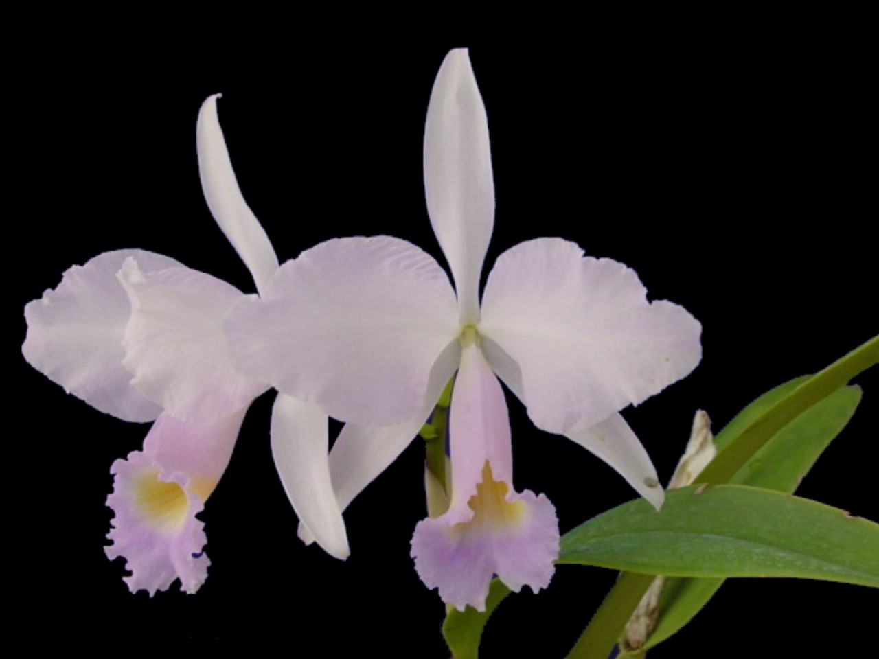 Cattleya trianae var. concolor