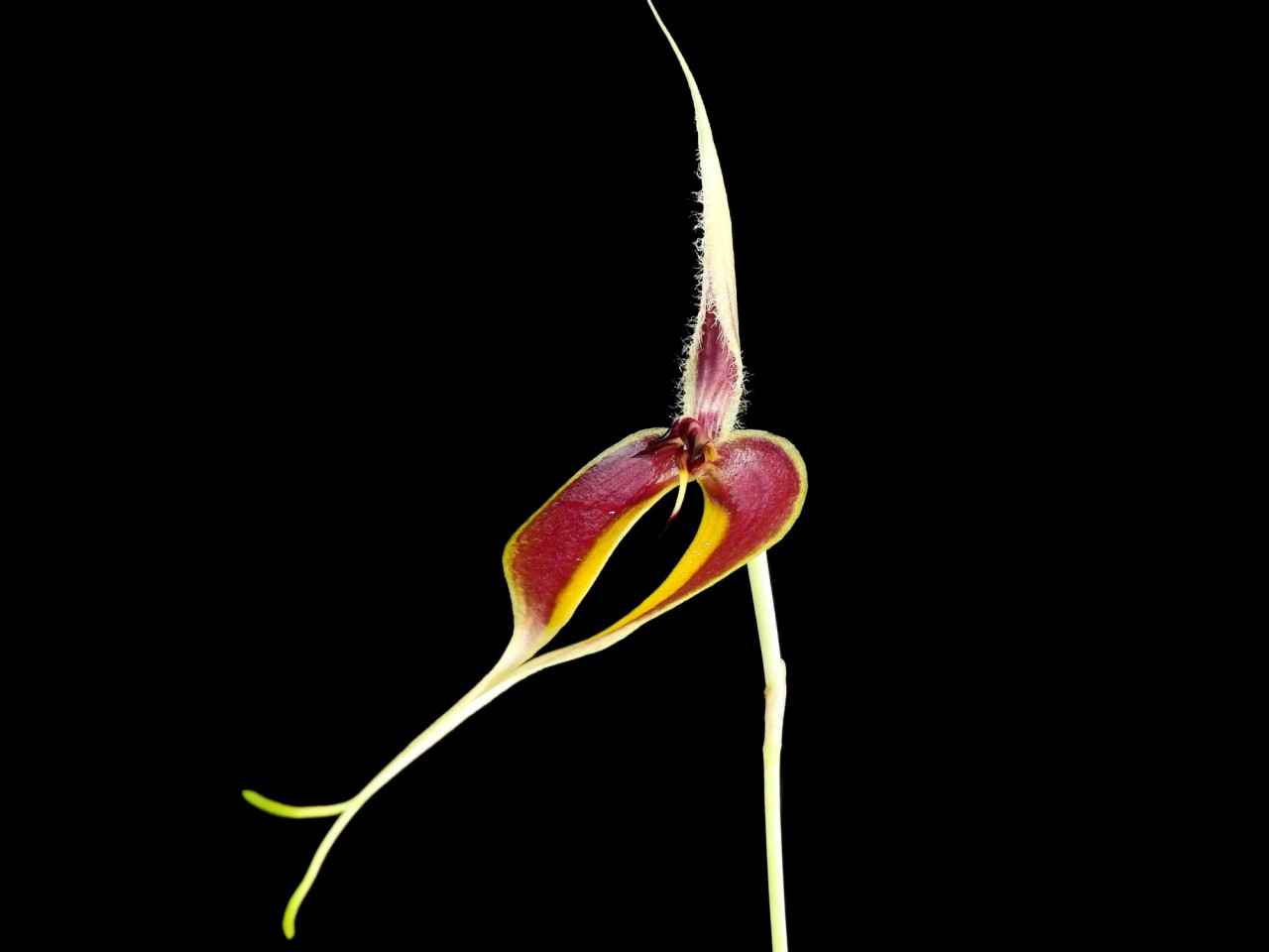 Bulbophyllum maxillare