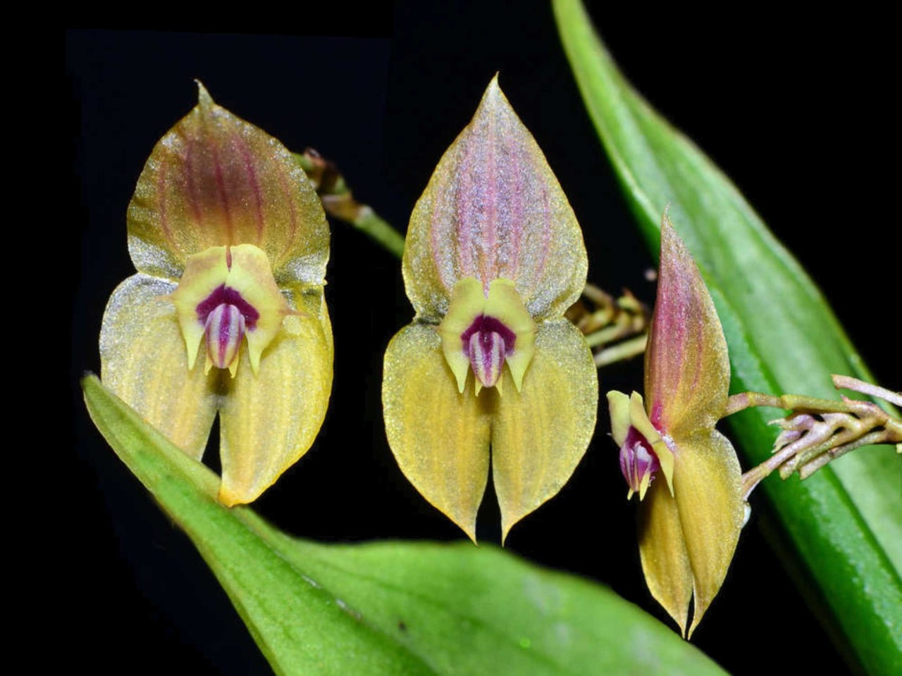 Lepanthes ophelma