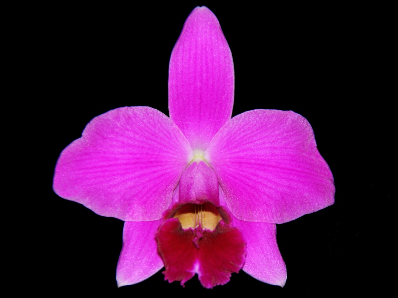 Laelia pumila