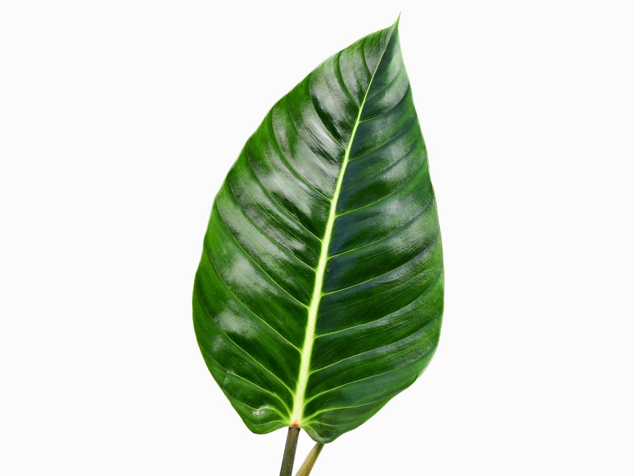 Philodendron roseospathum cf.