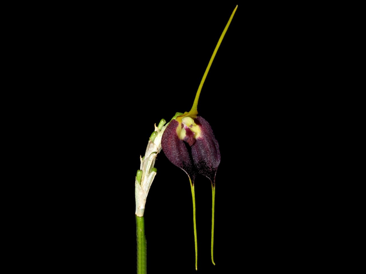 Masdevallia carruthersiana