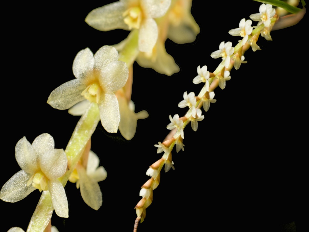 Dendrochilum tenellum