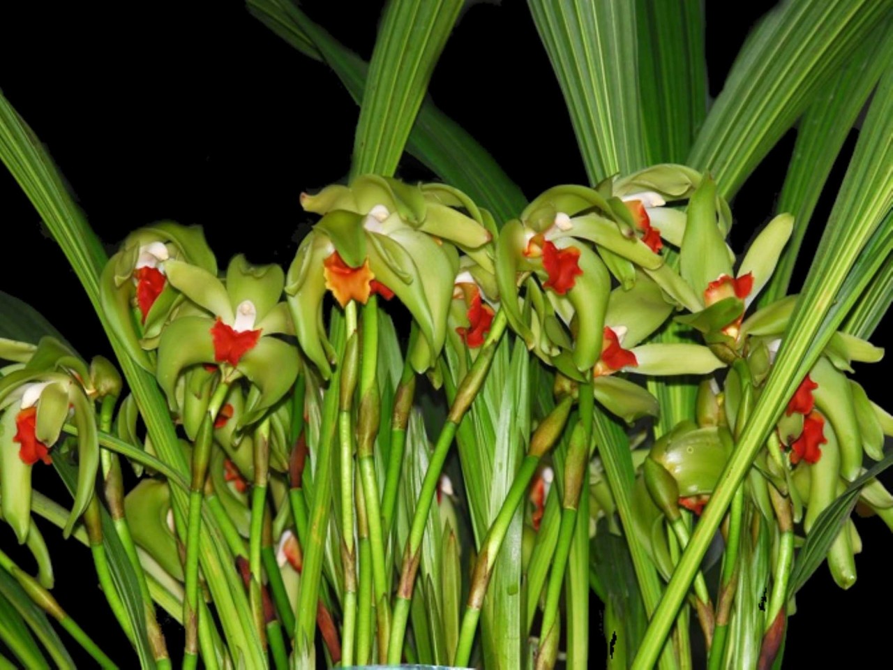 Lycaste cinnabarina