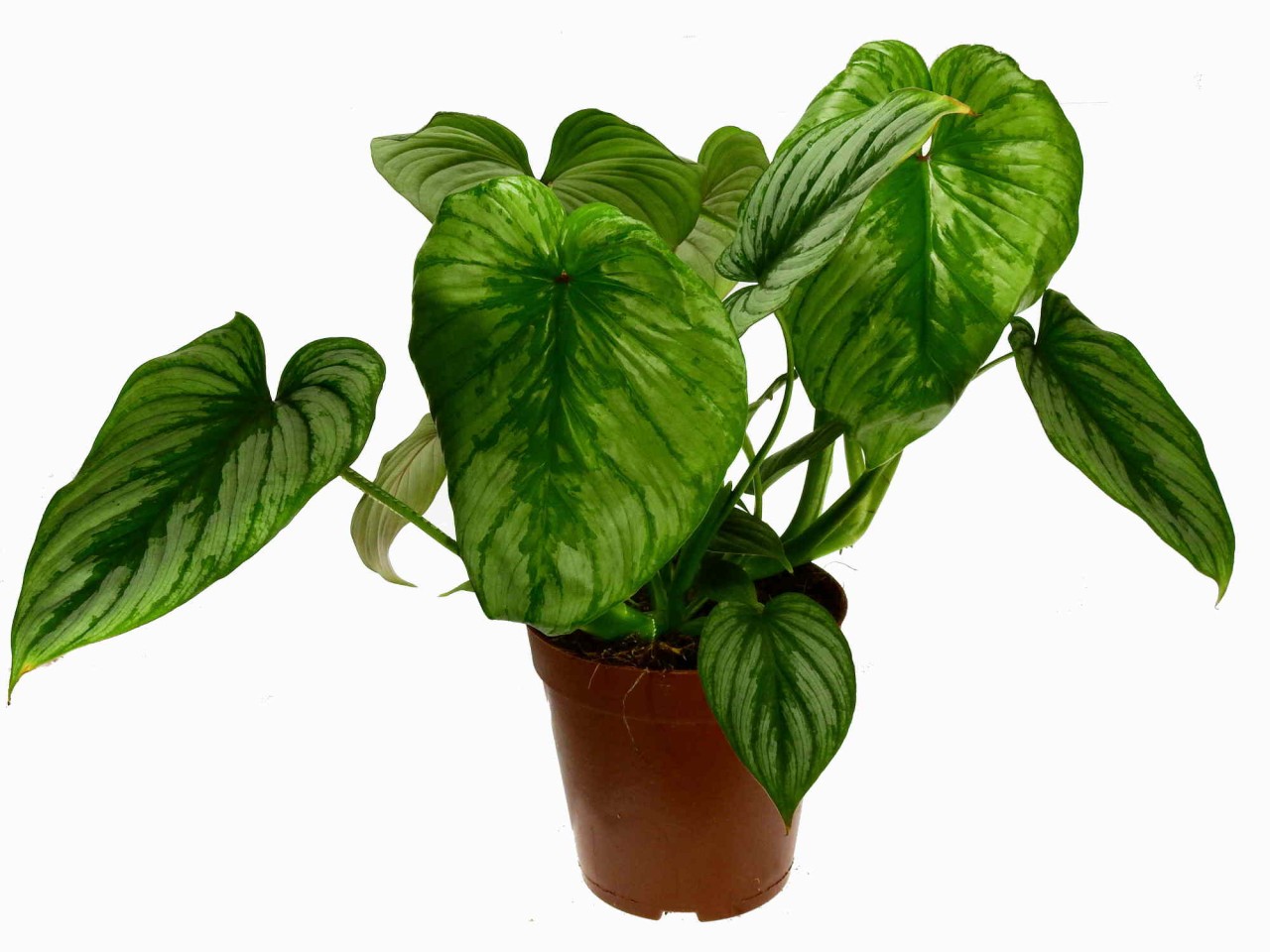 Philodendron mamei 15cm pot