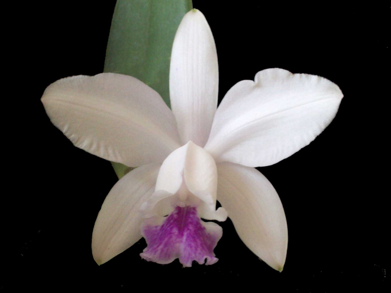 Cattleya intermedia var. semi-alba