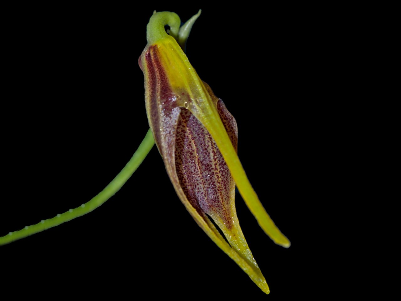 Masdevallia descendens