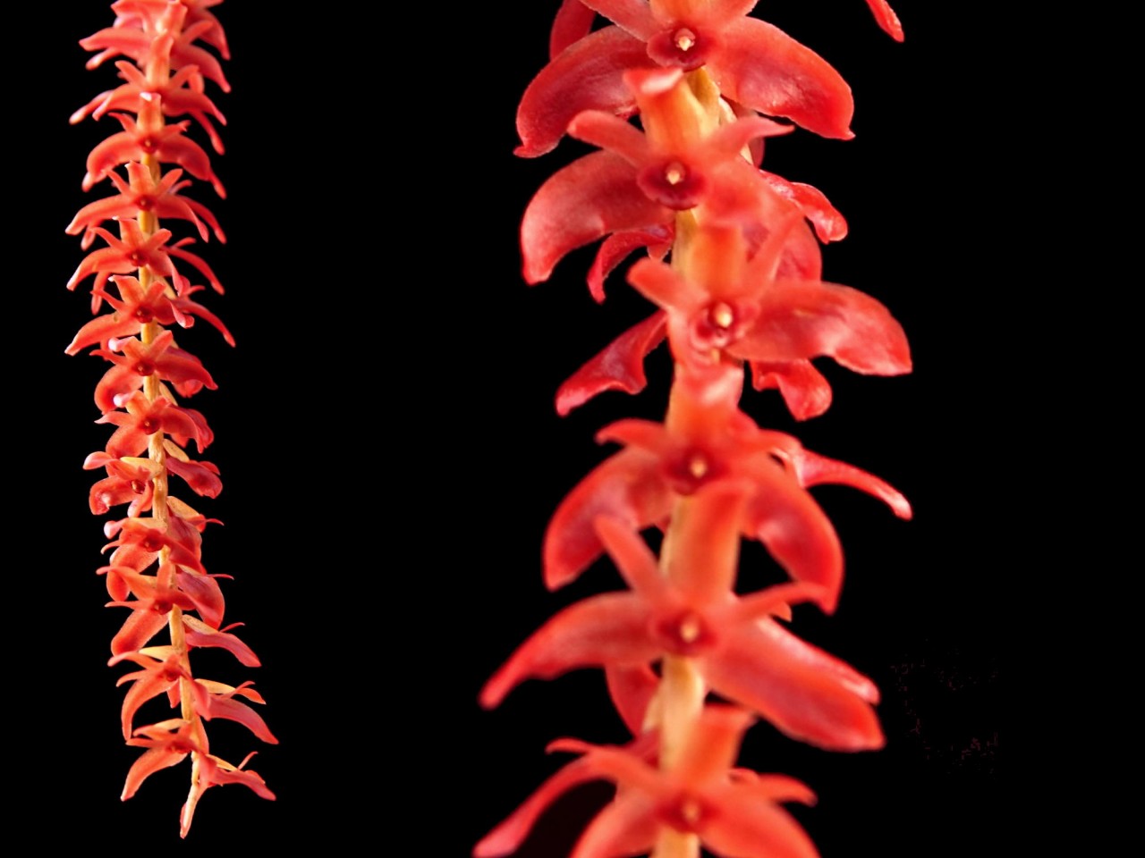 Dendrochilum wenzeliI 'Red'