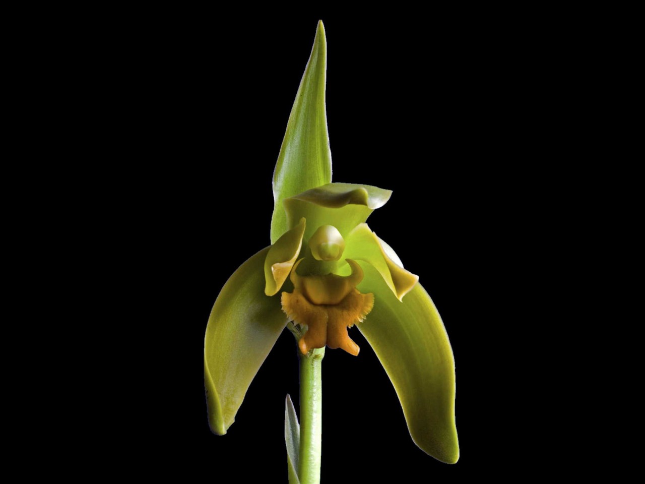 Lycaste grandis