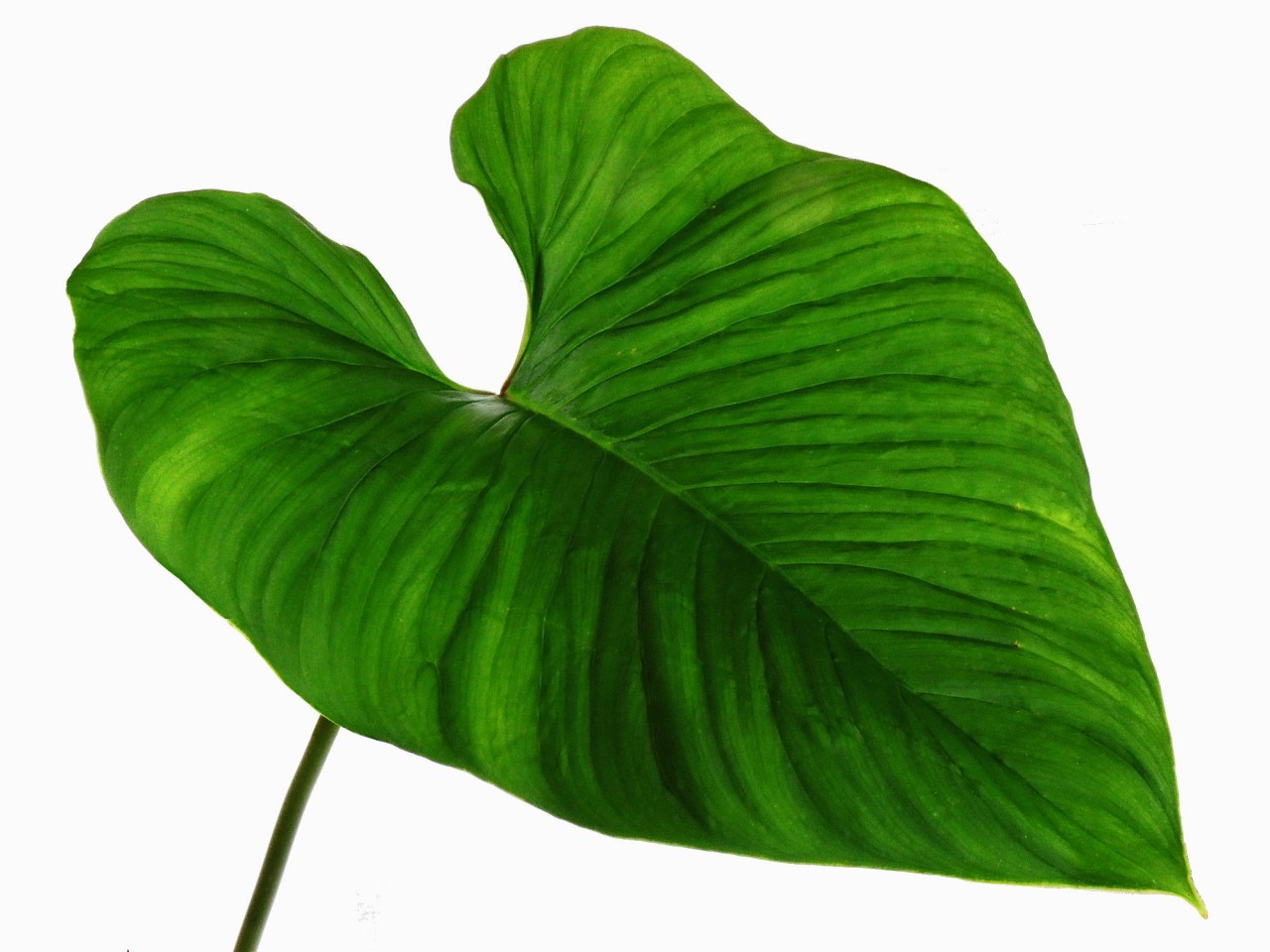 Philodendron verrucapetiolum