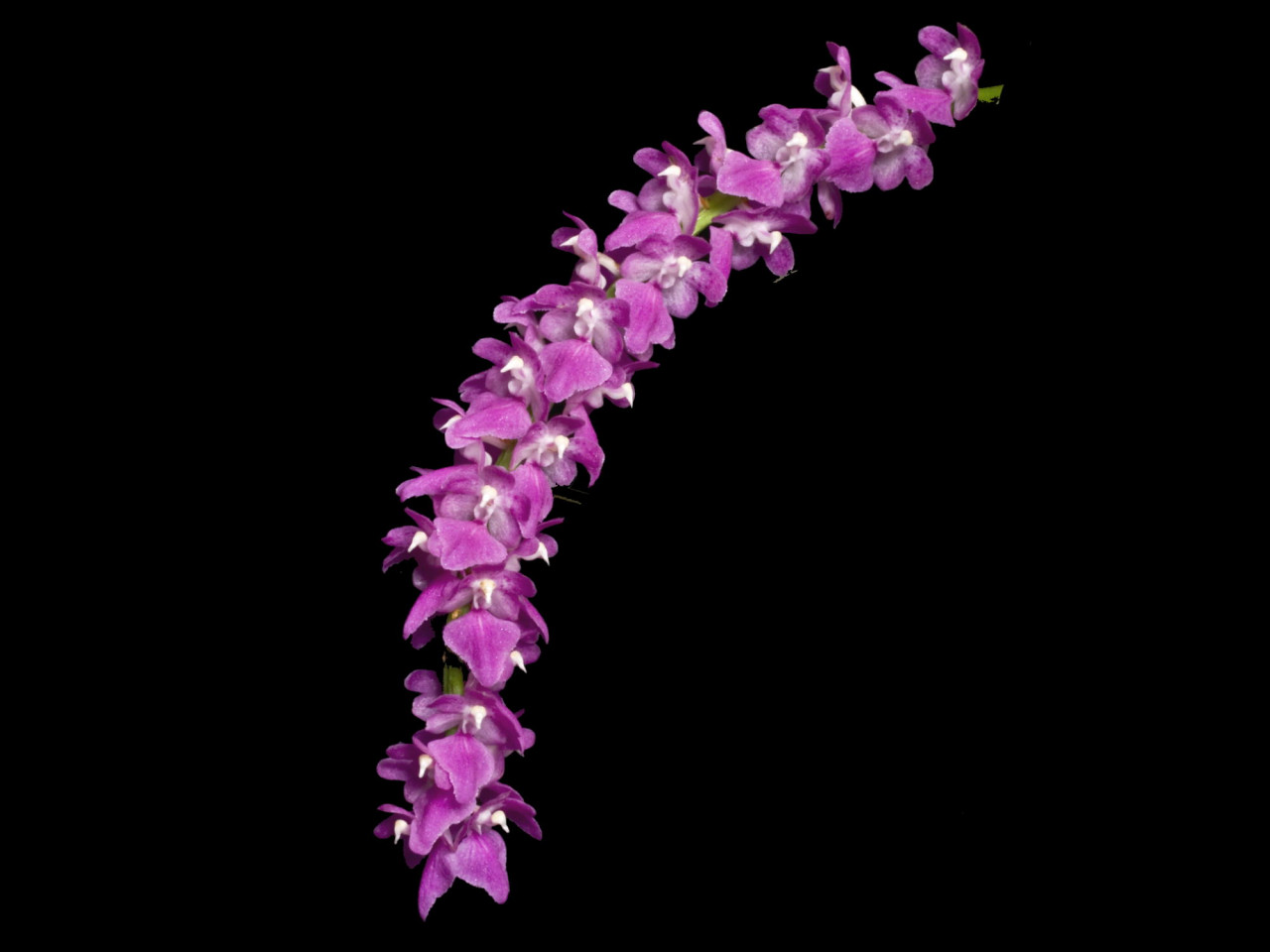 Aerides multiflora OP