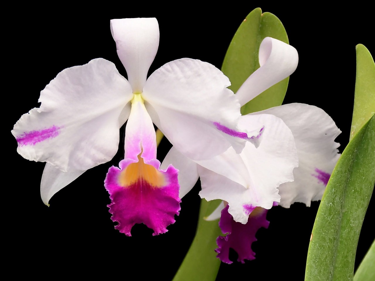 Cattleya trianae 'Splash'