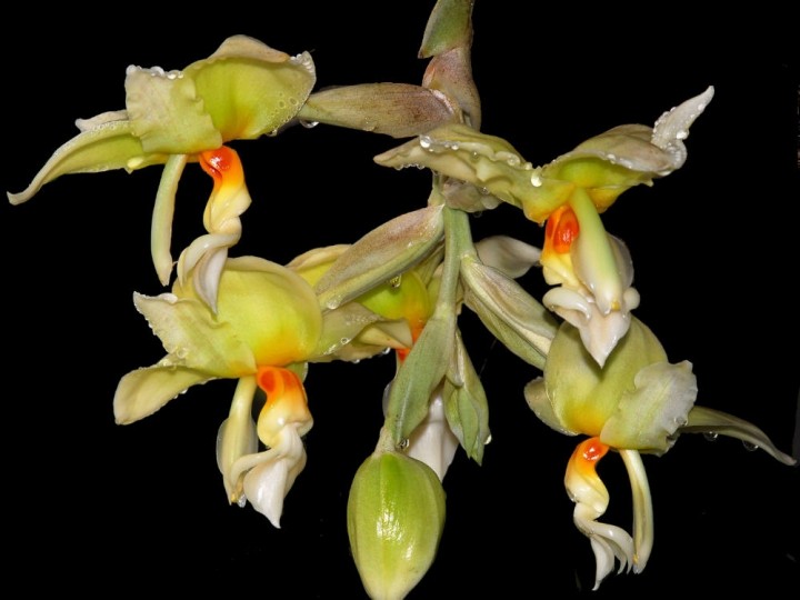 Stanhopea ruckeri