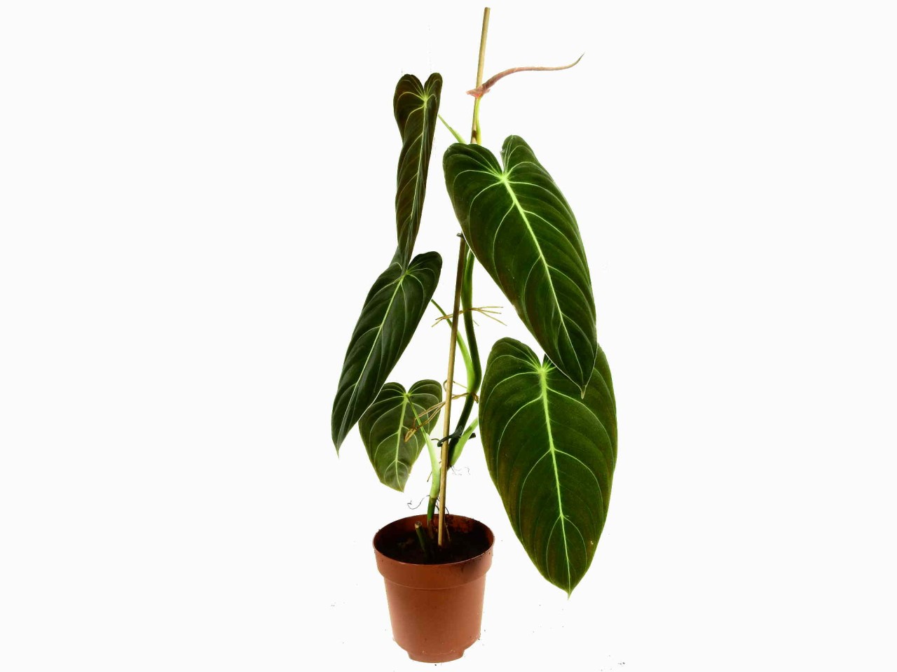 Philodendron melanochrysum 12cm pot