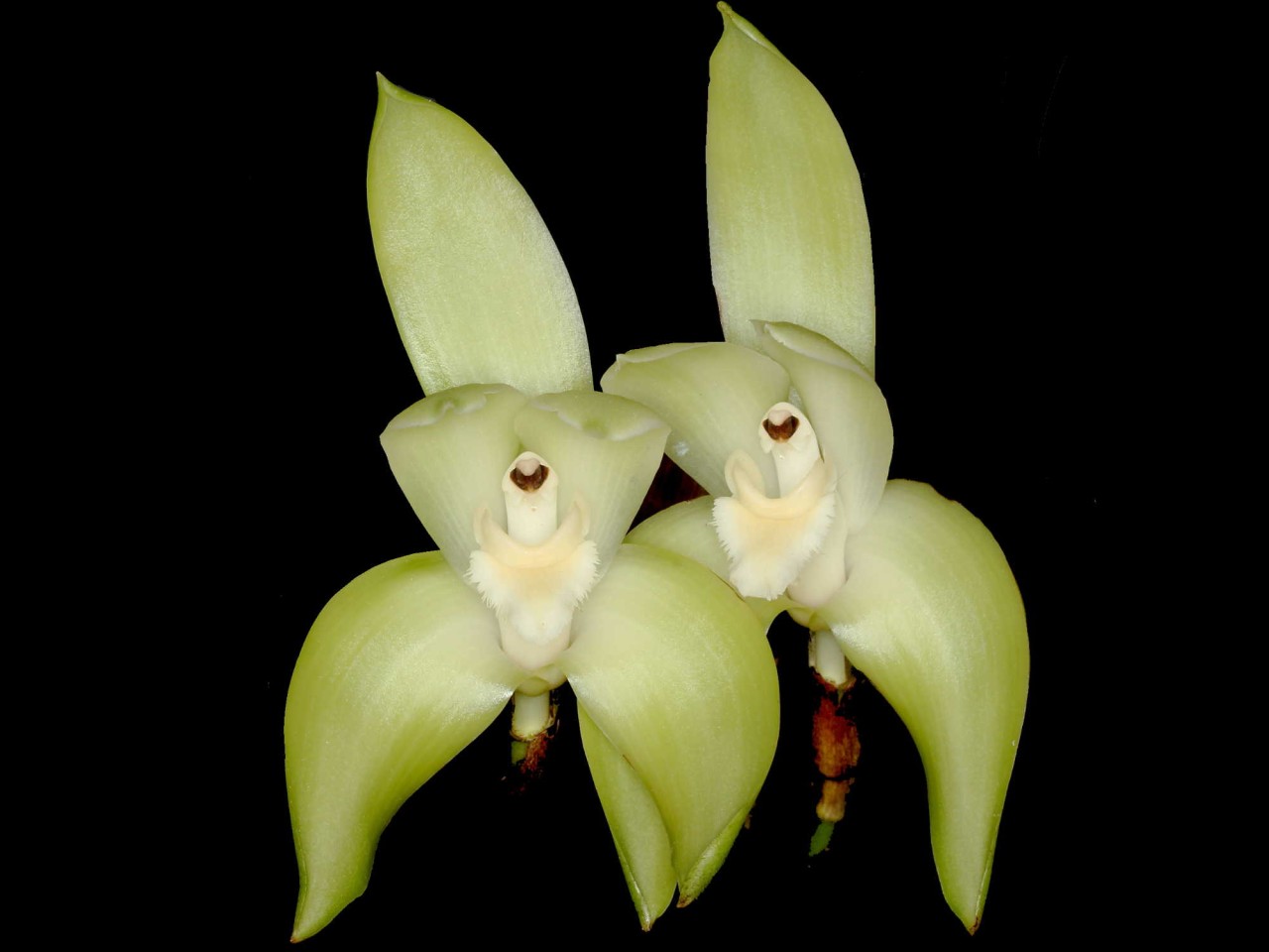 Lycaste barrowiorum