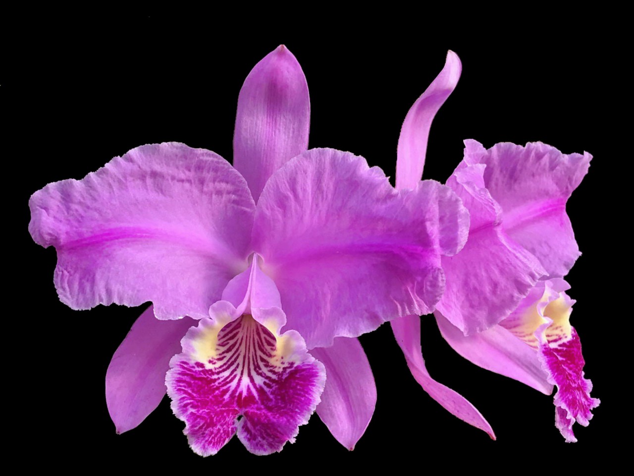 Cattleya lueddemanniana OP