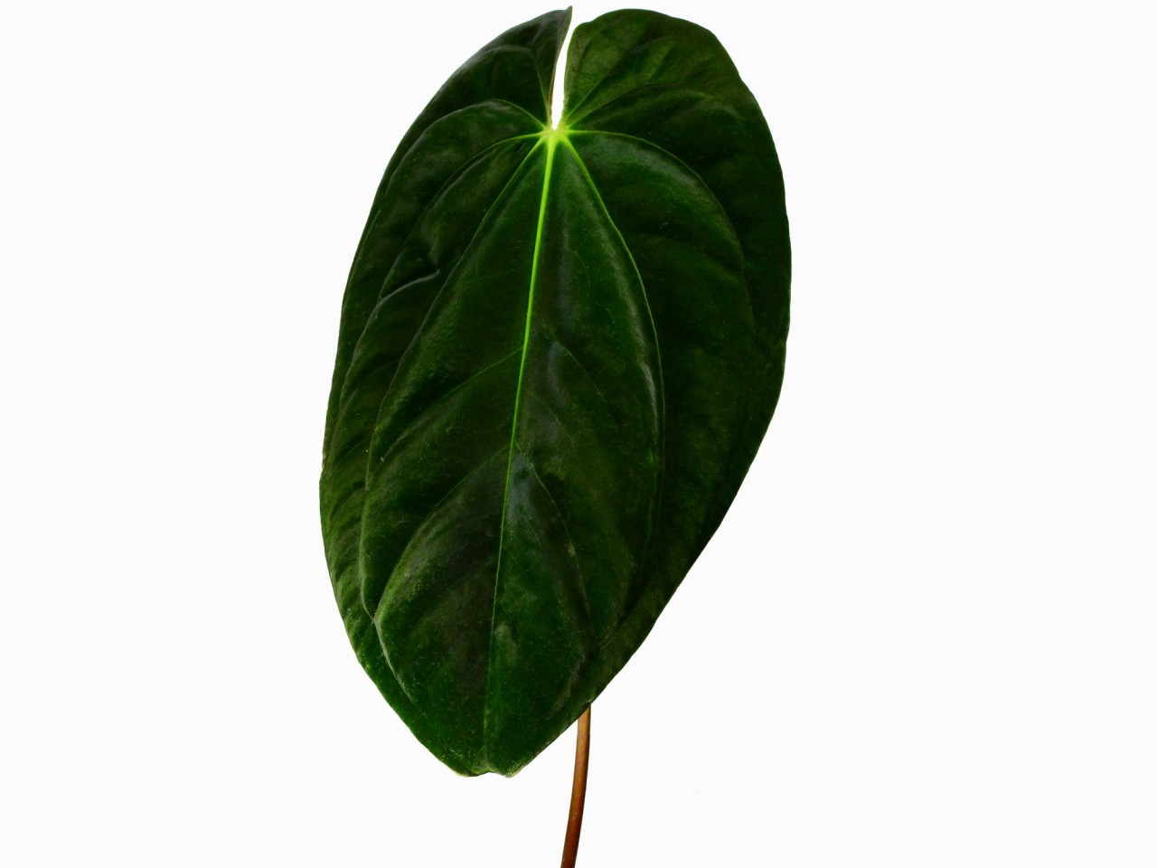 Anthurium papillilaminum