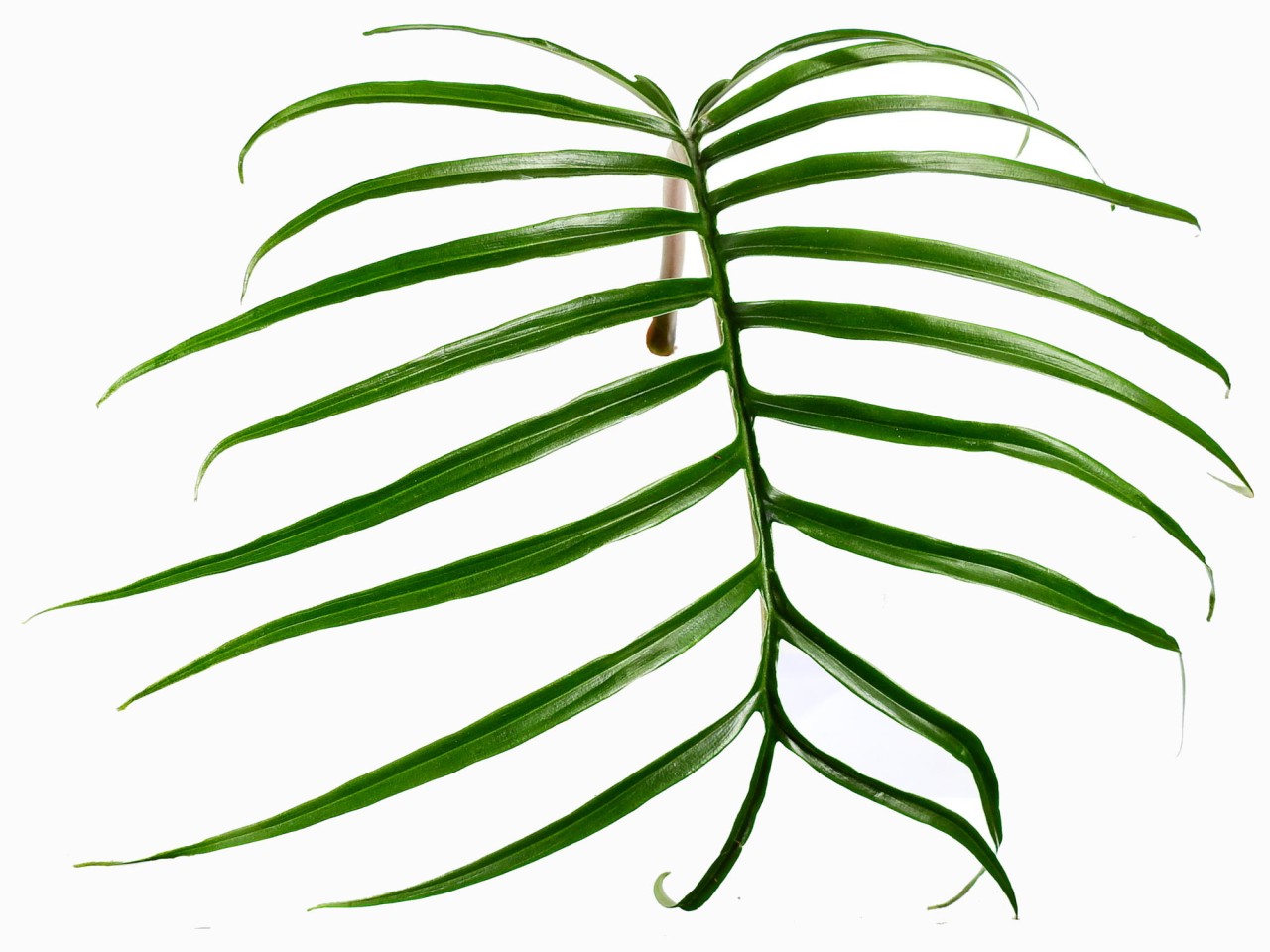 Philodendron tortum