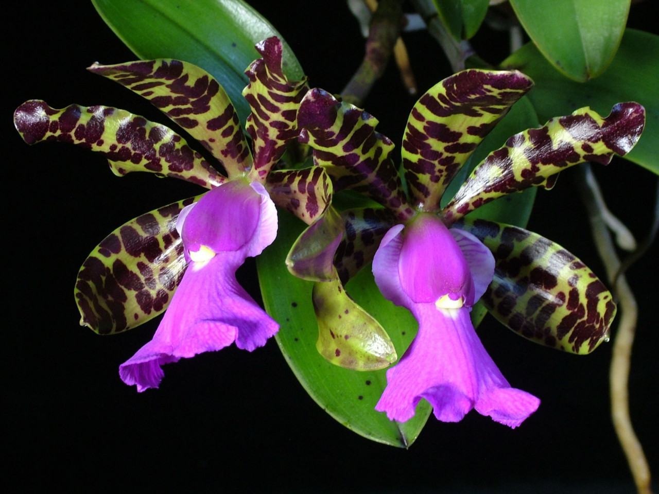 Cattleya aclandiae OP