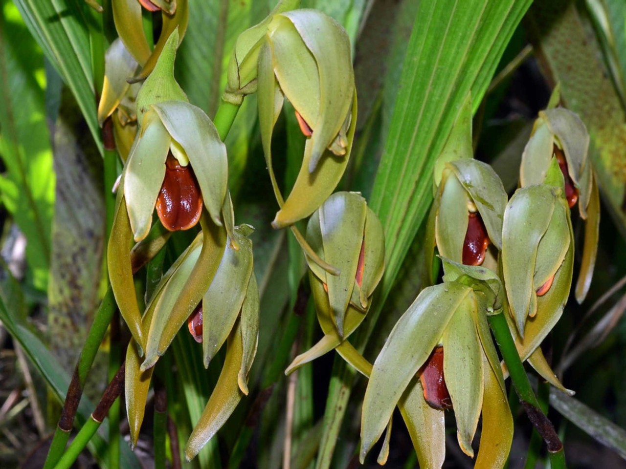 Lycaste × monopampanensis