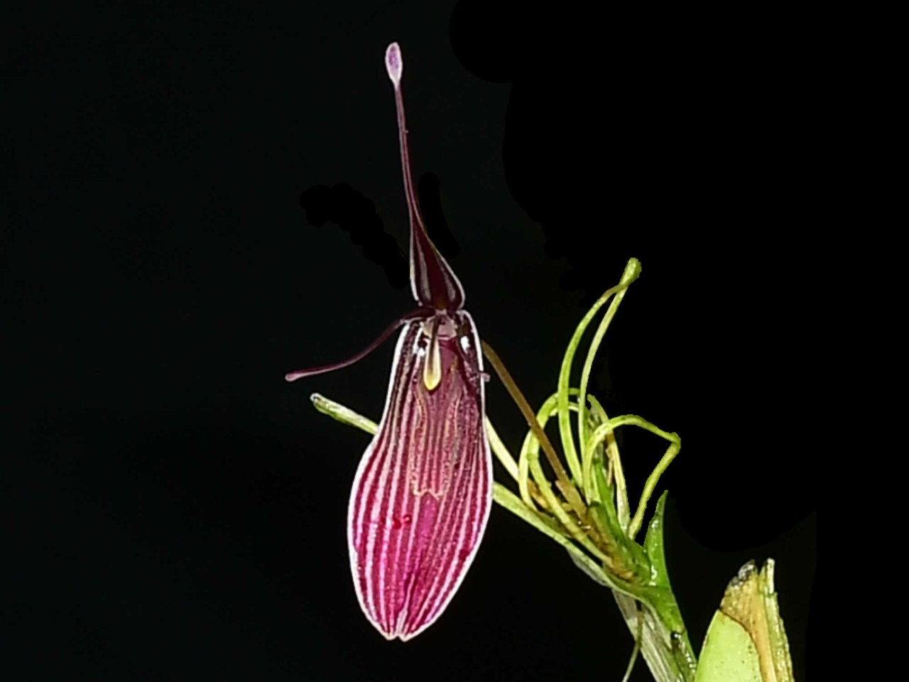 Restrepia purpurea 003115