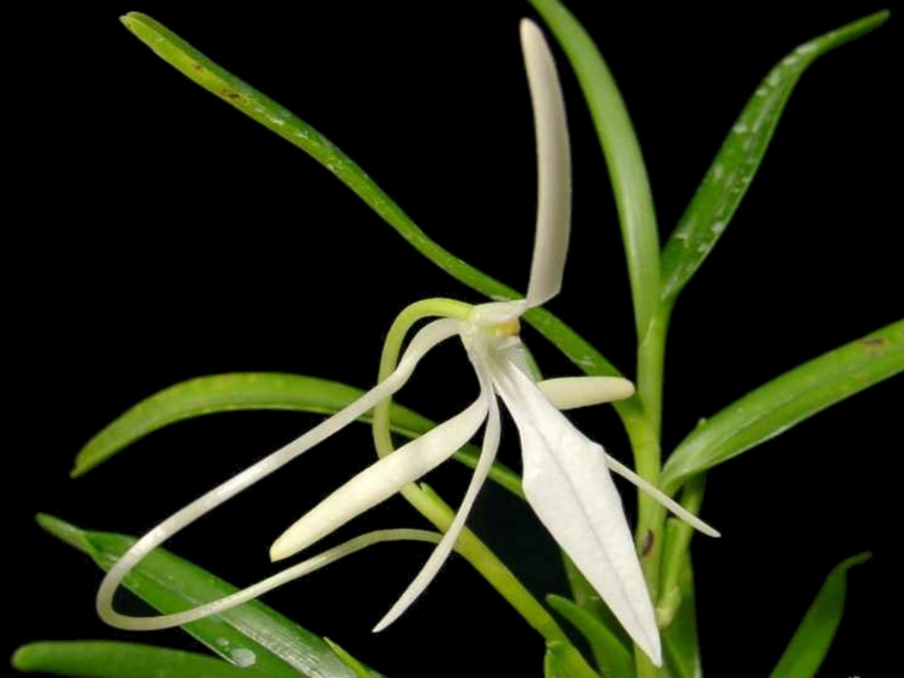 Jumellea arborescens