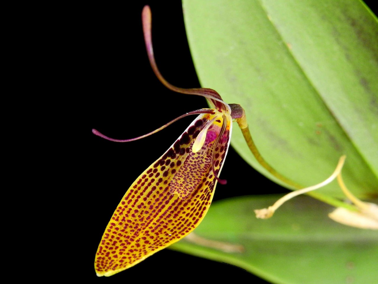 Restrepia escobariana