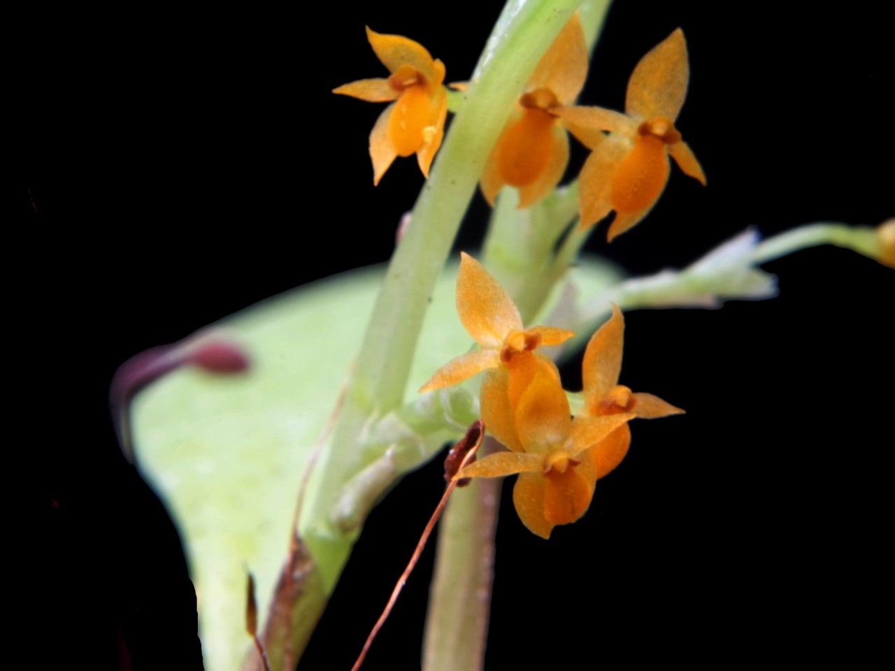 Platystele stenostachya