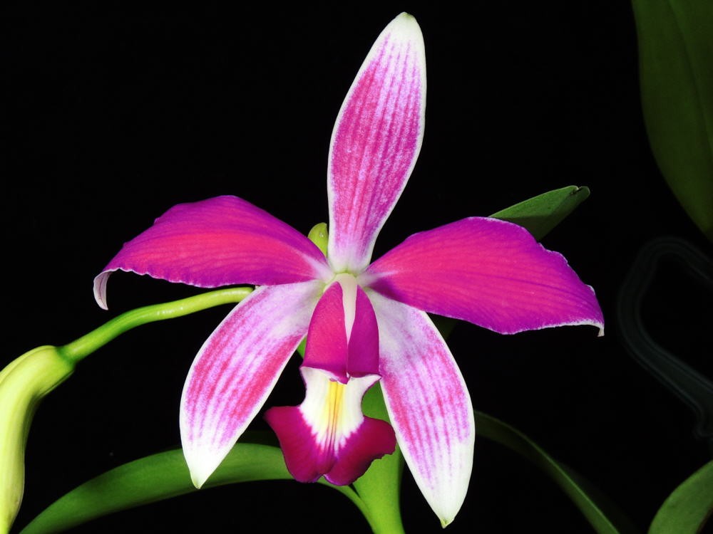 Cattleya violacea var. flamea OP