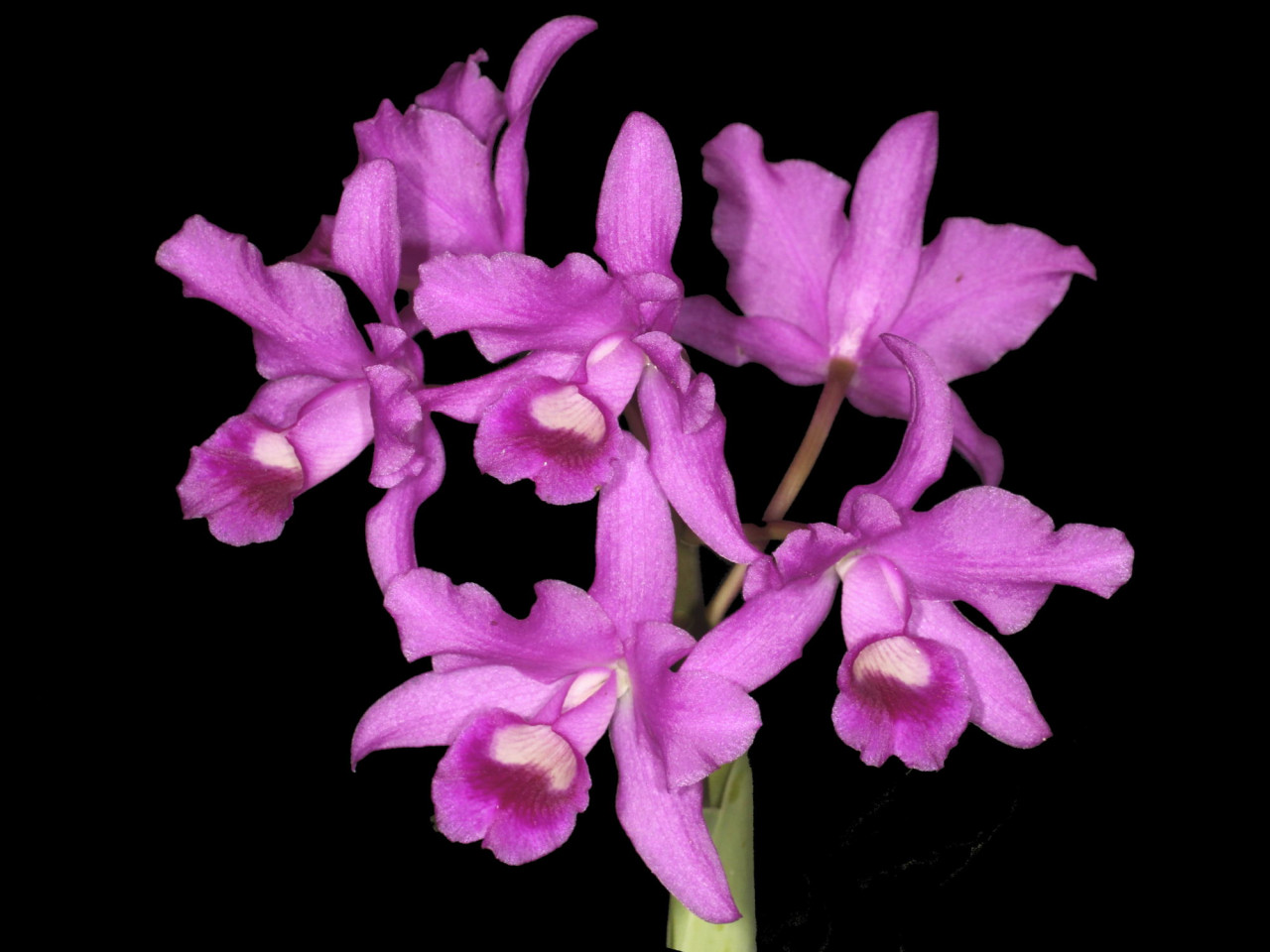 Cattleya bowringiana