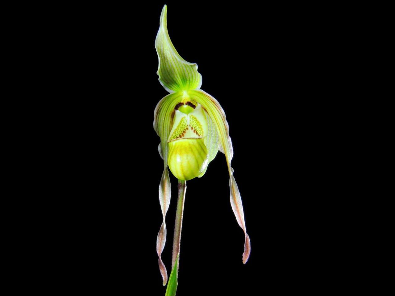 Phragmipedium pearcei