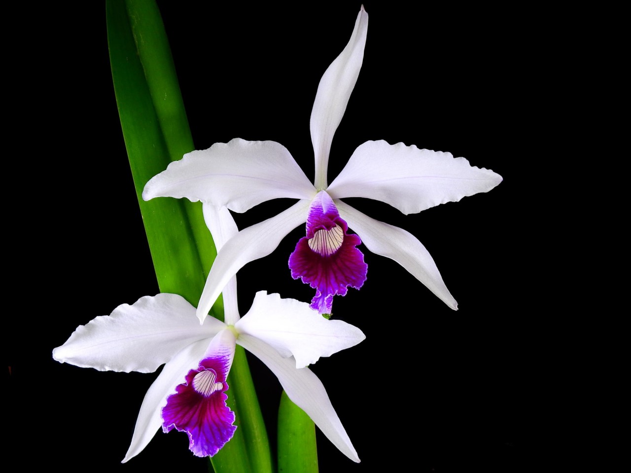 Laelia purpurata