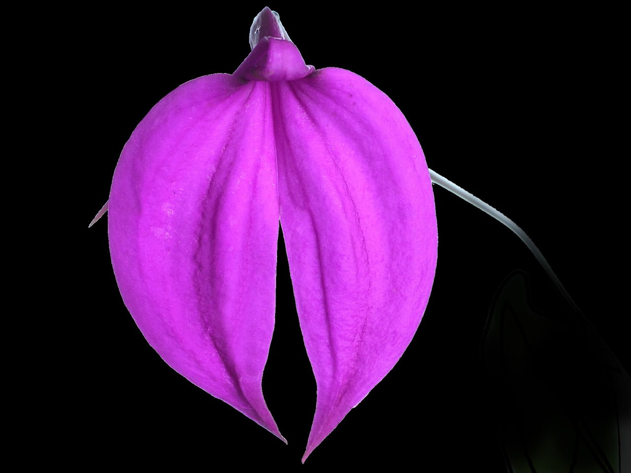 Masdevallia coccinea 'Anchota'