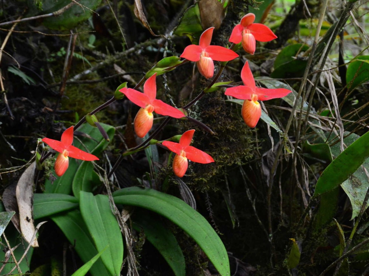 Phragmipedium besseae 'Guarumales'