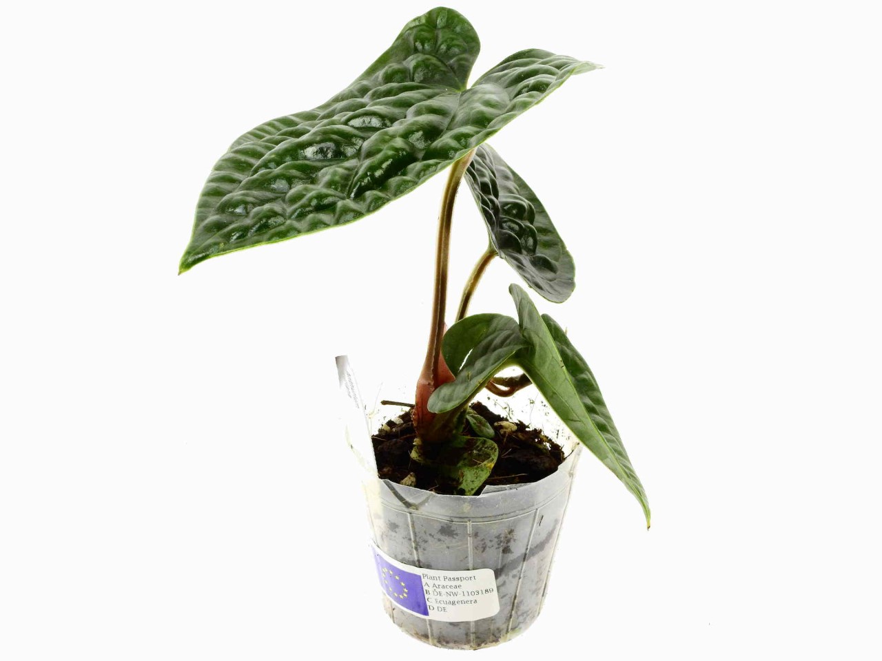 Anthurium luxurians S