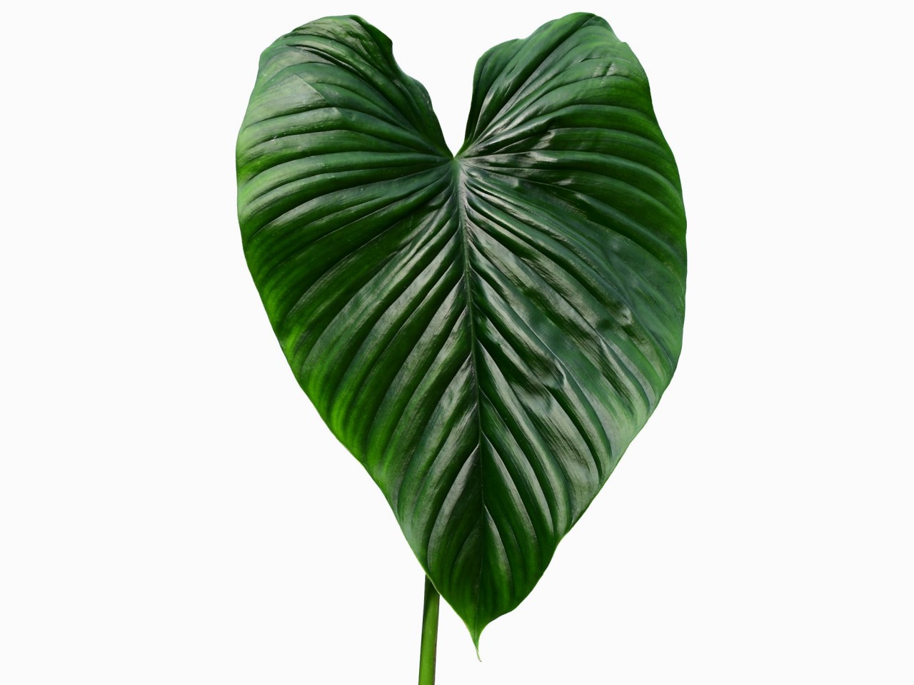 Philodendron rubrocinctum 'Platinum'