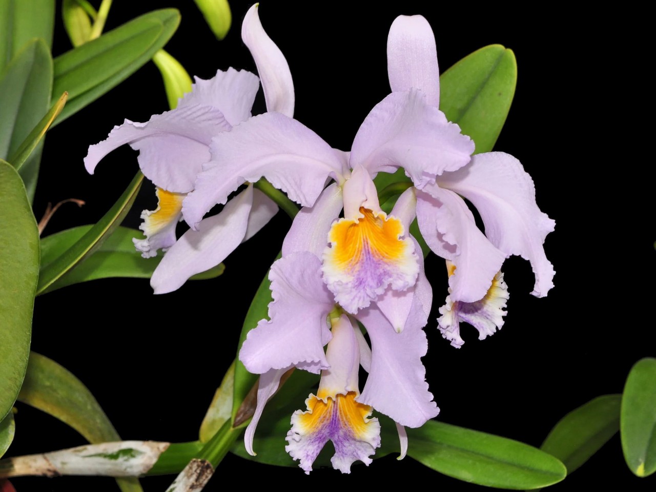 Cattleya mossiae var. coerulea (Bluebird x Herrerae)