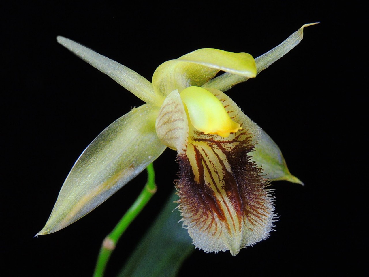 Coelogyne fimbriata 'J.R.'