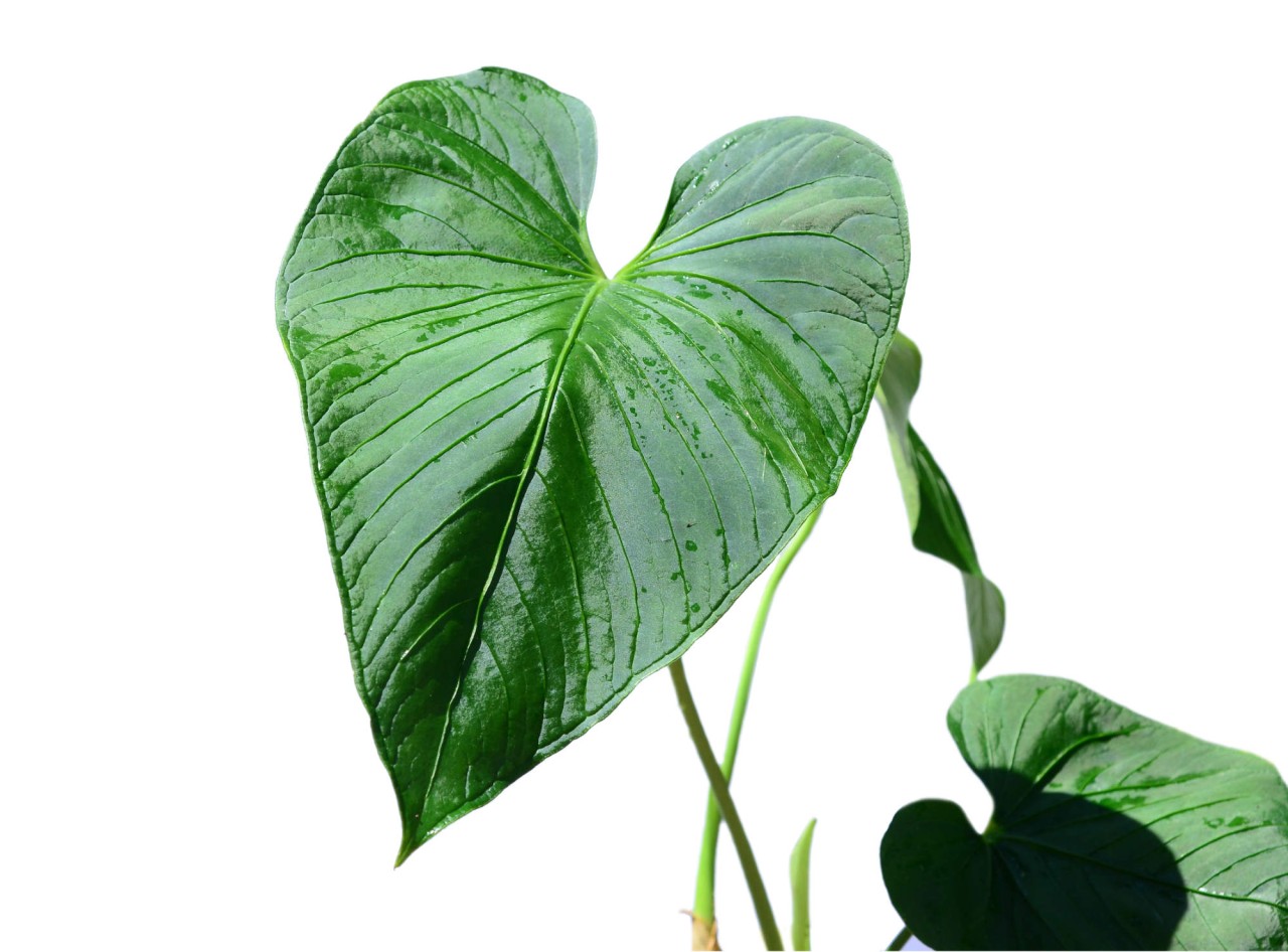 Anthurium versicolor