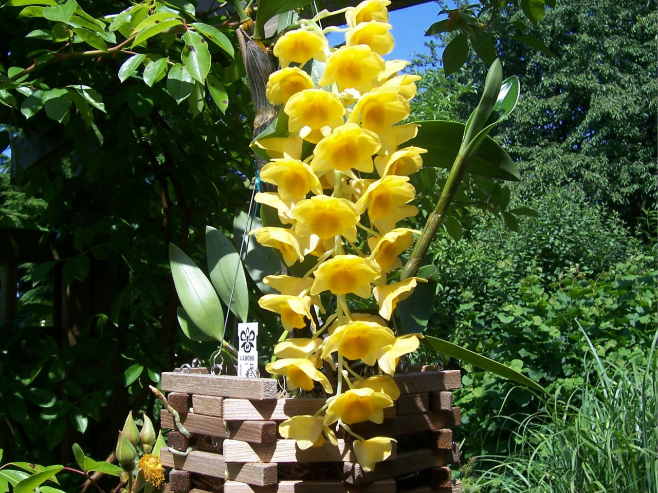 Dendrobium griffithianum