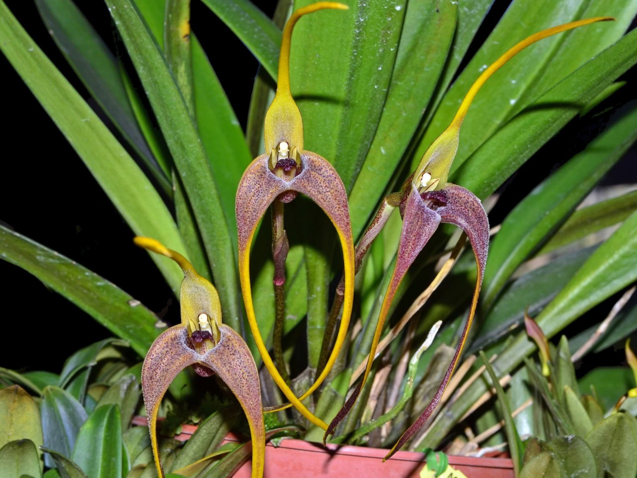 Masdevallia colossus