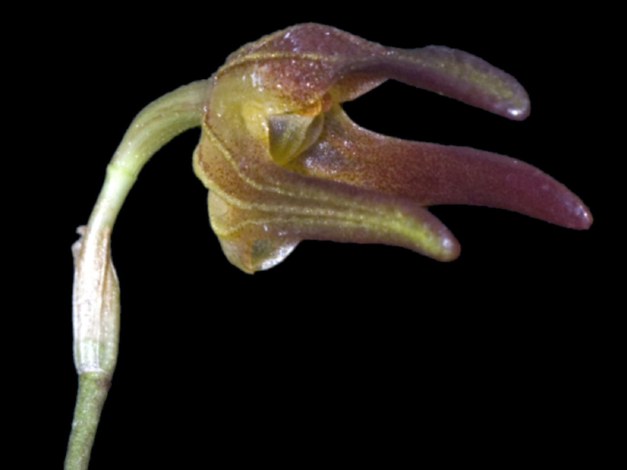 Porroglossum lycinum