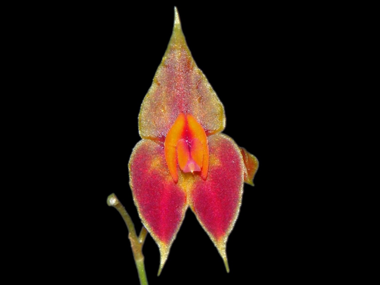 Lepanthes scalaris