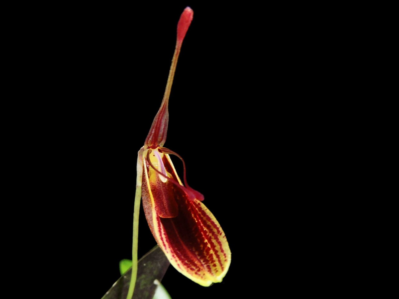 Restrepia trichoglossa '#2'